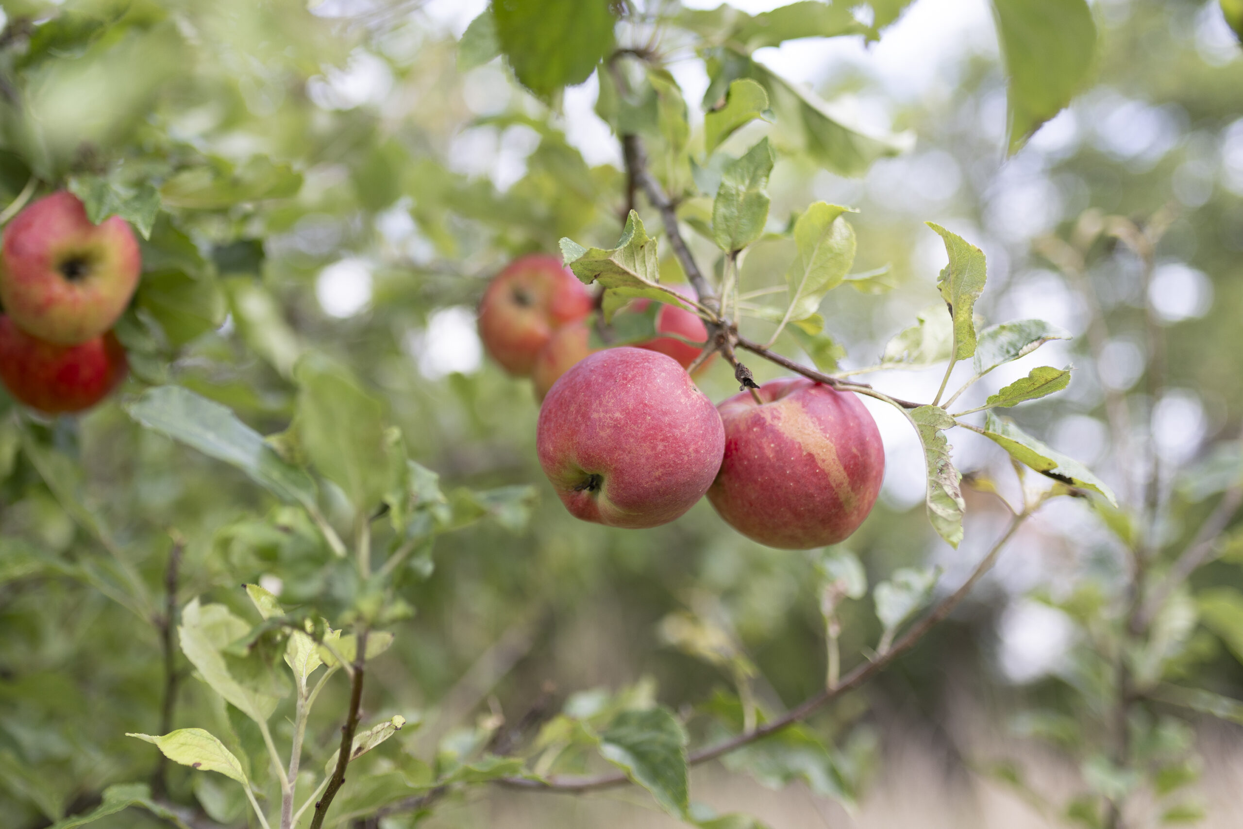 _O7A4913-MonicaBellSass